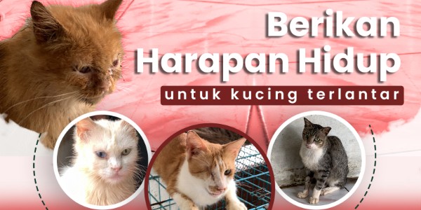 Bantu Kucing-Kucing Terlantar untuk Temukan Hidup yang Lebih Layak