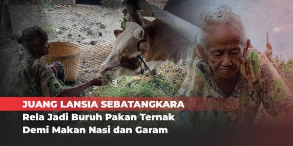 Menapaki Senja Seorang Diri, Bertahan Hidup dari Buruh Pakan Ternak